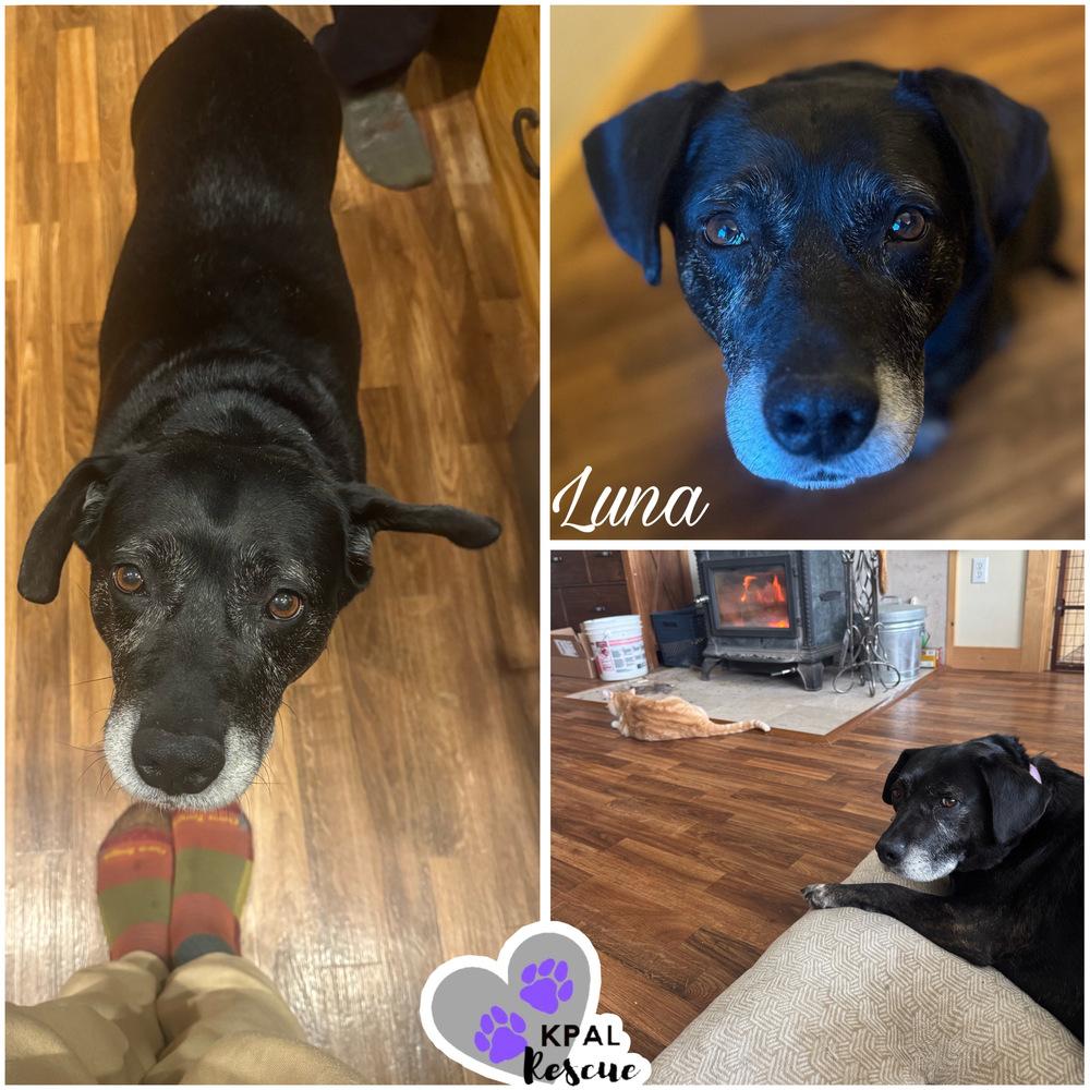 Enlarge Luna, a Adoptable mixed breed in Kenai, AK image 2/3