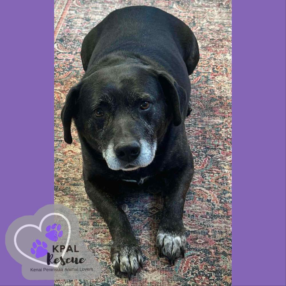 Enlarge Luna, a Adoptable mixed breed in Kenai, AK image 3/3