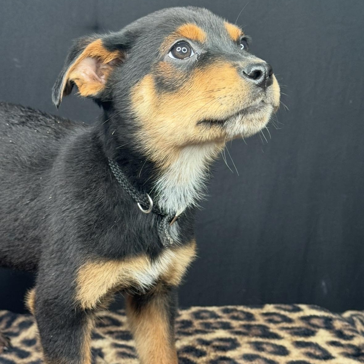 Enlarge Sawyer, a Adoptable mixed breed in Arnold, MO image 2/6