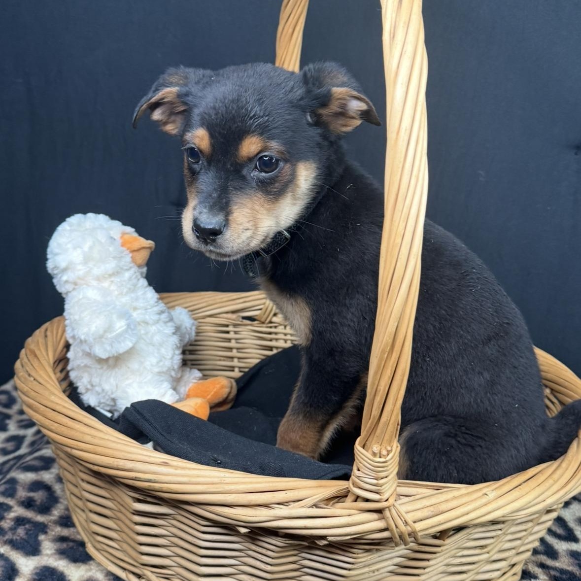 Sawyer, Adoptable, Puppy Male Rottweiler & Coonhound.