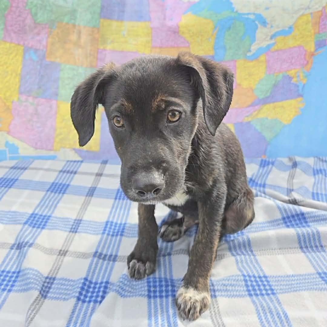 Zion, Adoptable, Puppy Male Australian Shepherd.