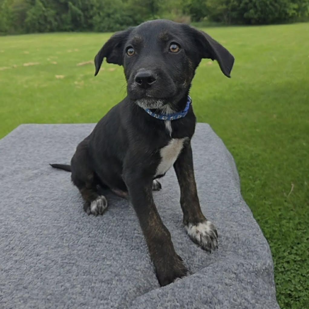 Zion, Adoptable, Puppy Male Labrador Retriever & Australian Shepherd.