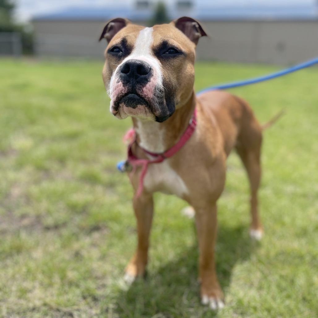 Broly, Adoptable, Young Male Pit Bull Terrier.