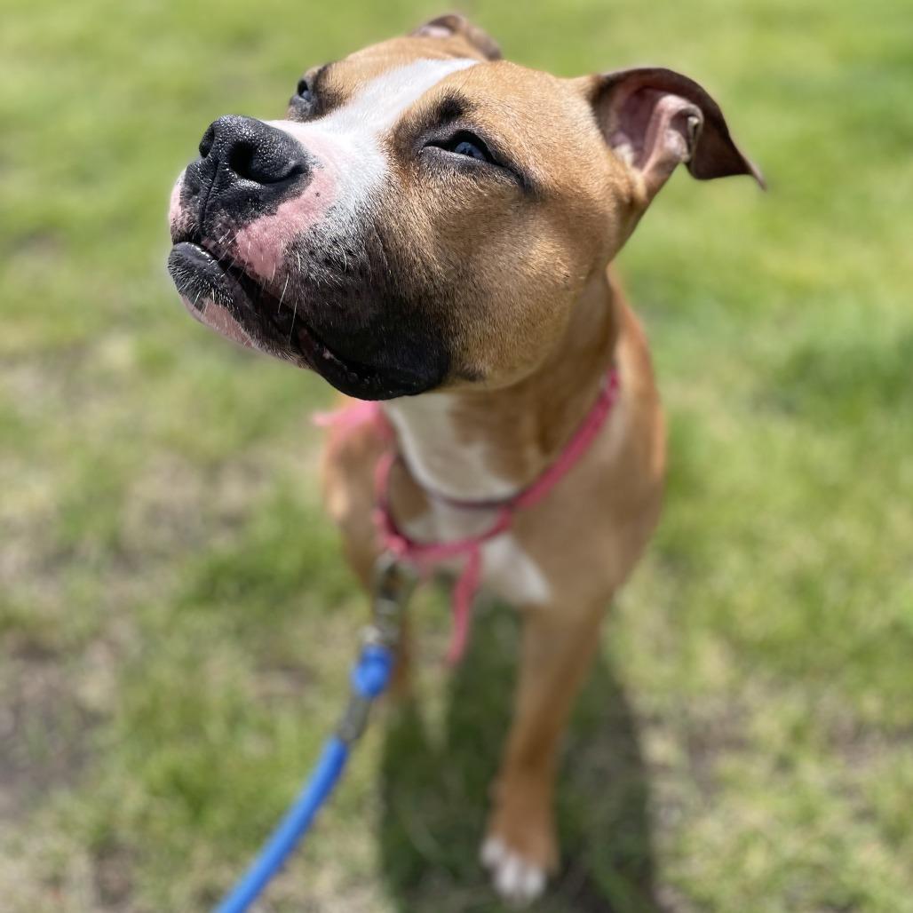 Broly, a Adoptable Pit Bull Terrier in Champaign, IL image 2/3
