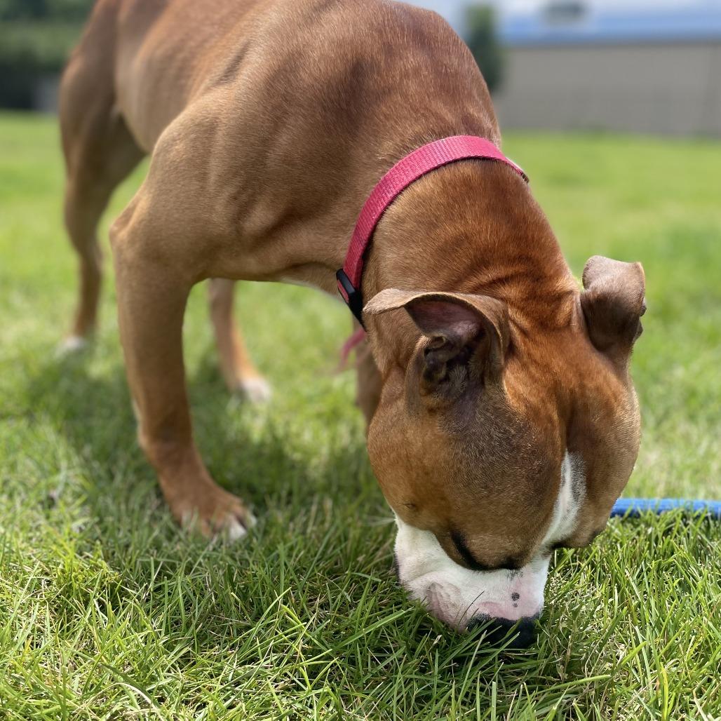 Broly, a Adoptable Pit Bull Terrier in Champaign, IL image 3/3