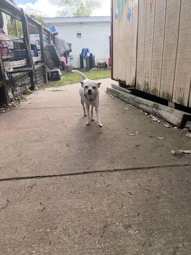 Julie, ADOPTABLE, Senior Female Chihuahua.