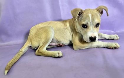Tuscany, Adoptable, Puppy Male Terrier & Mixed Breed.