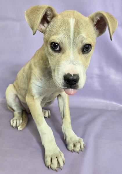 Enlarge Tuscany, a Adoptable mixed breed in Morton Grove, IL image 2/3
