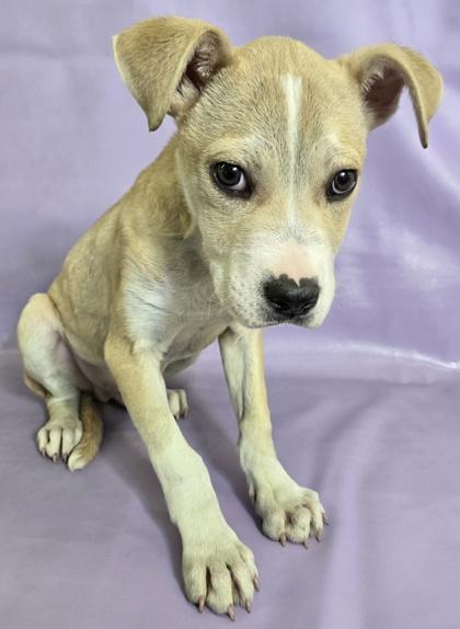 Enlarge Tuscany, a Adoptable mixed breed in Morton Grove, IL image 3/3