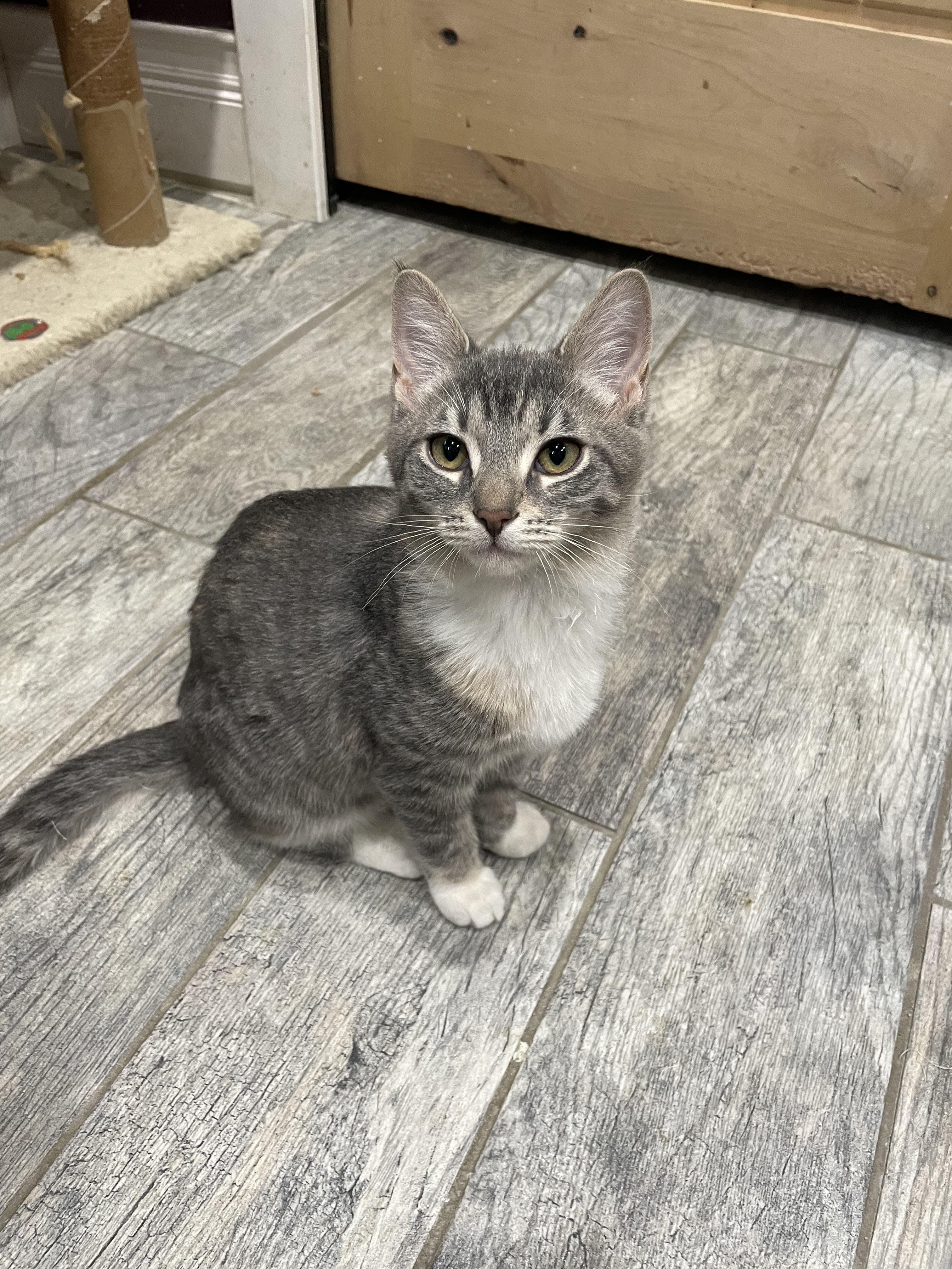 Enlarge Overhead Projector, an adopted Domestic Short Hair in Milwaukee, WI image 4/6