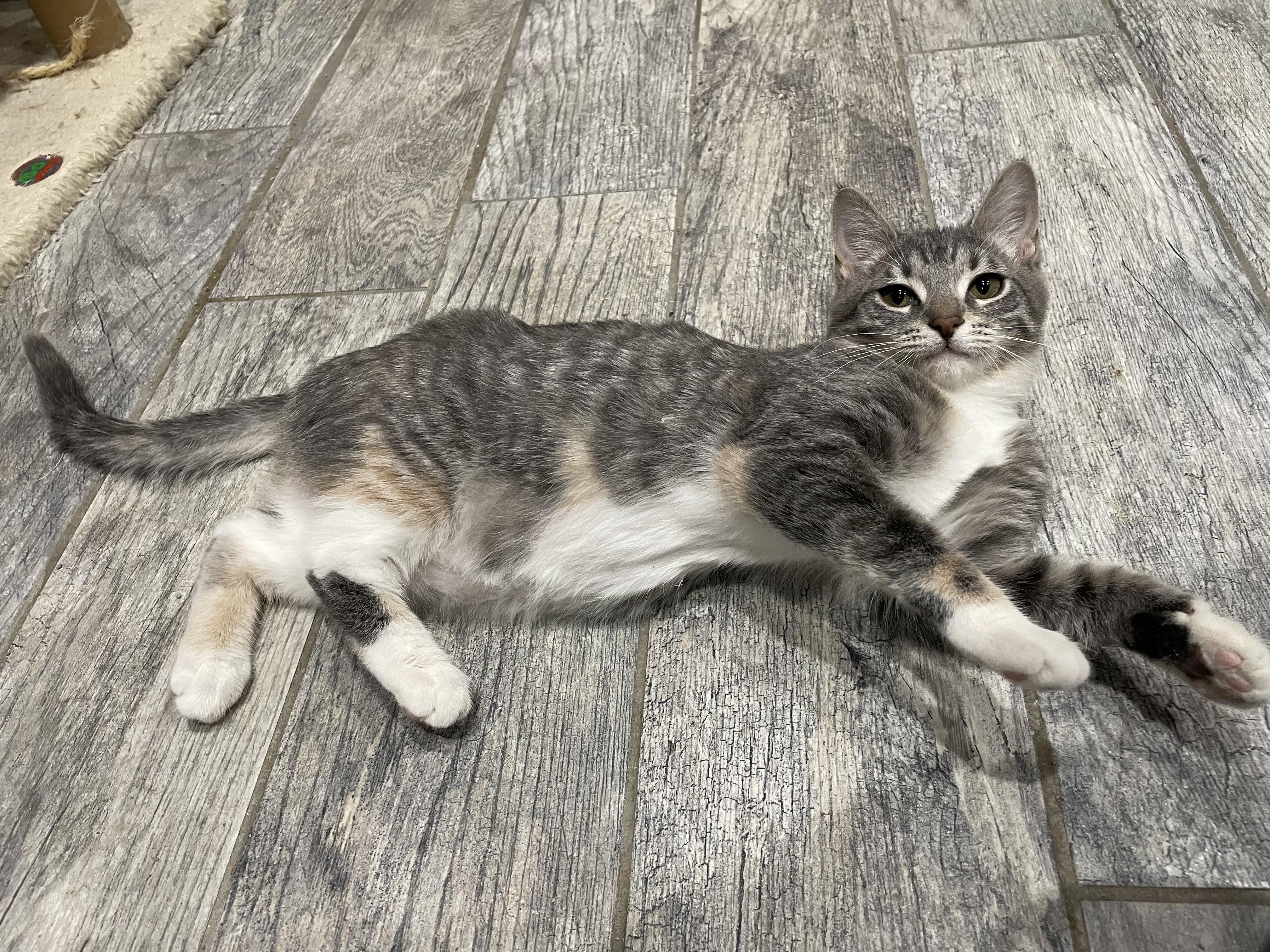 Enlarge Overhead Projector, an adopted Domestic Short Hair in Milwaukee, WI image 3/6