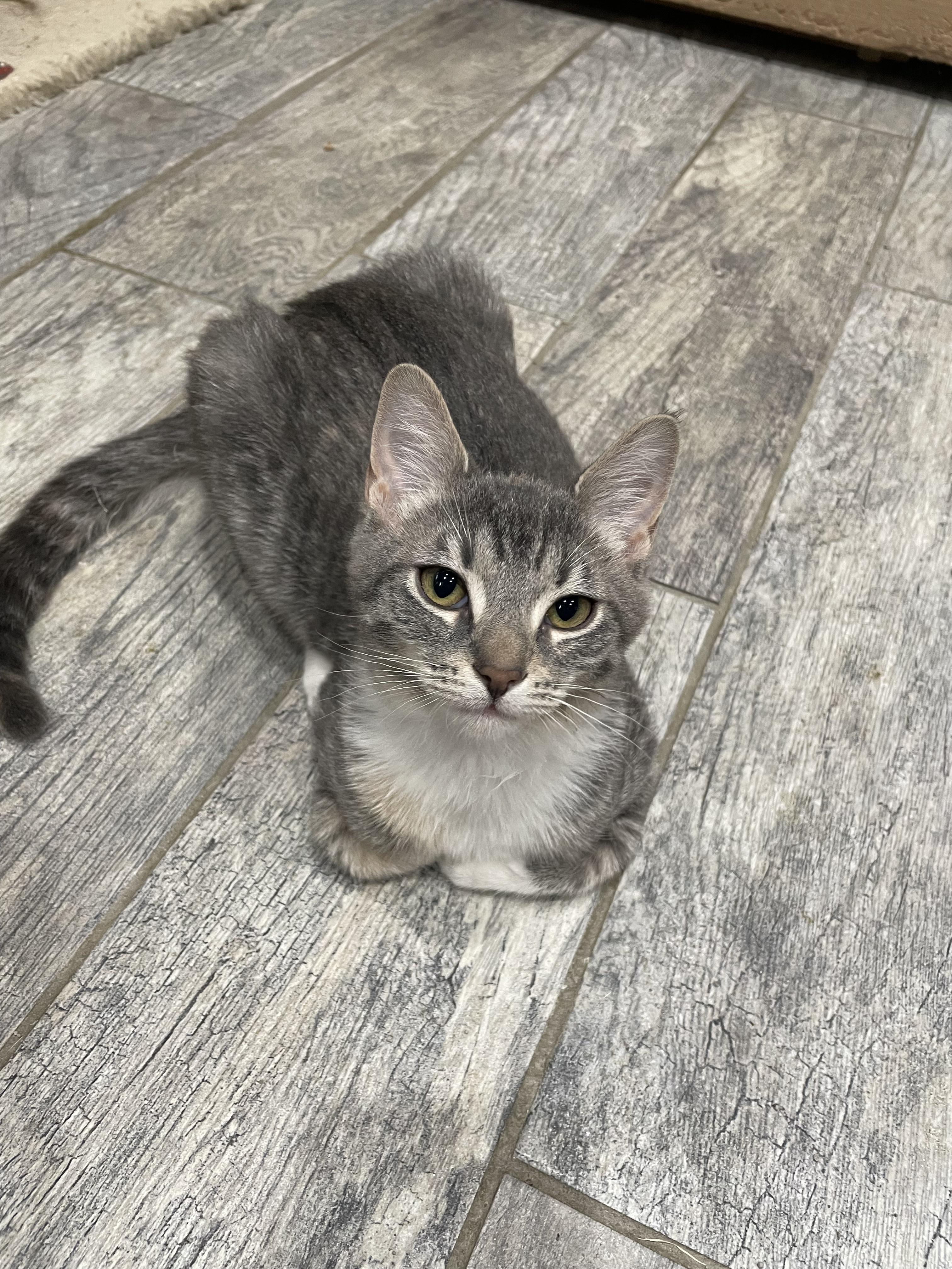 Enlarge Overhead Projector, an adopted Domestic Short Hair in Milwaukee, WI image 2/6