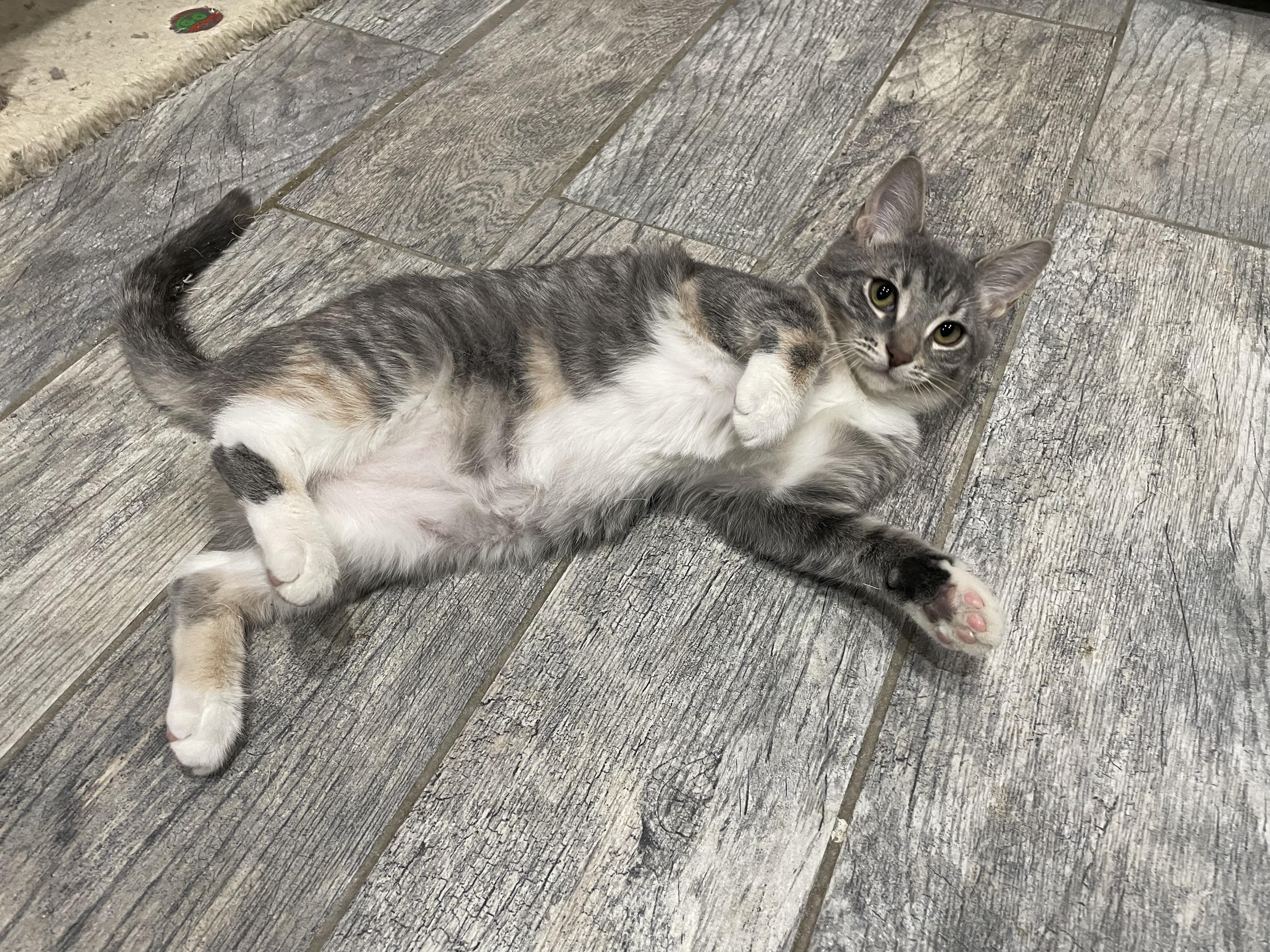 Enlarge Overhead Projector, an adopted Domestic Short Hair in Milwaukee, WI image 6/6