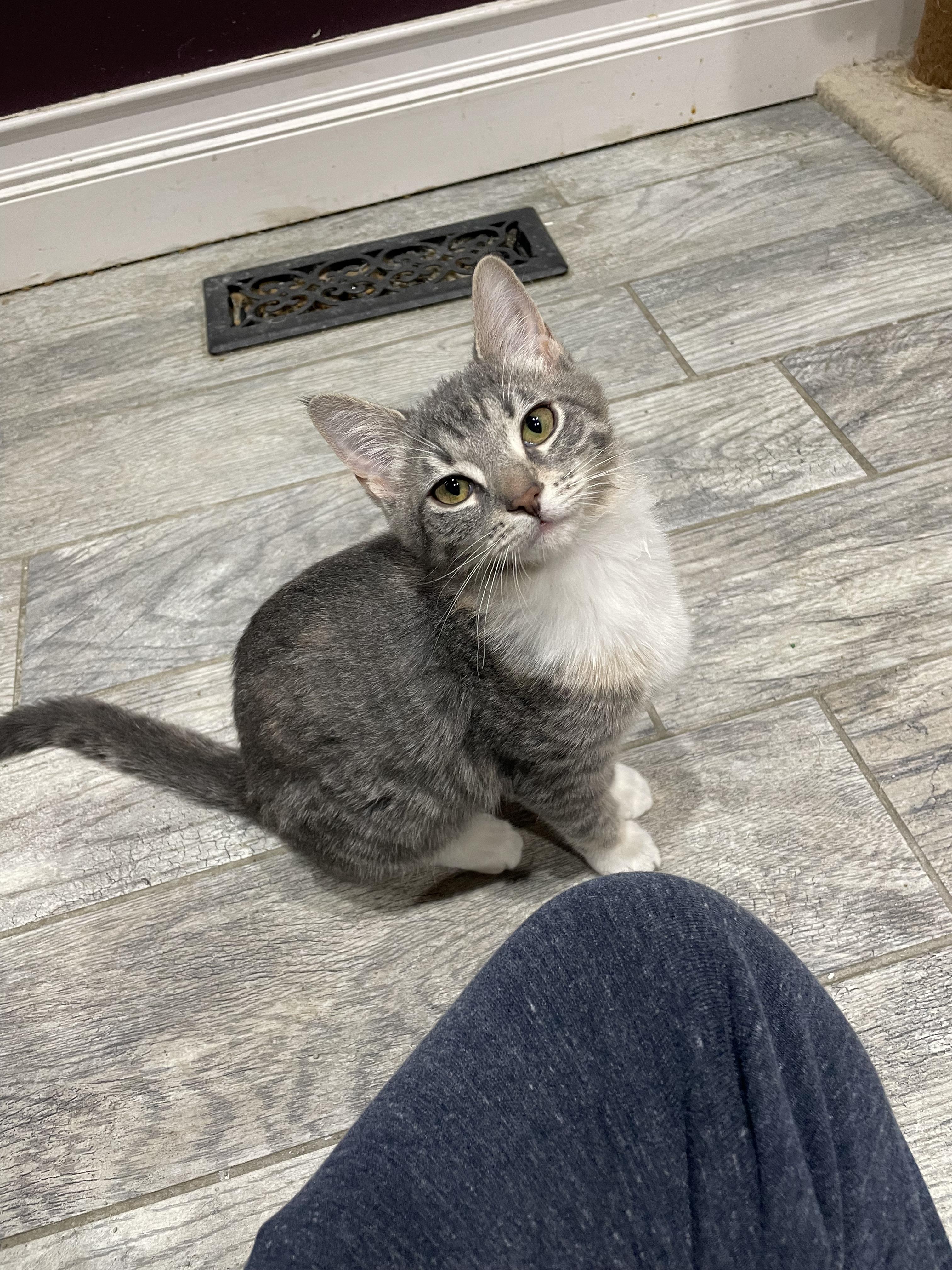 Enlarge Overhead Projector, an adopted Domestic Short Hair in Milwaukee, WI image 1/6