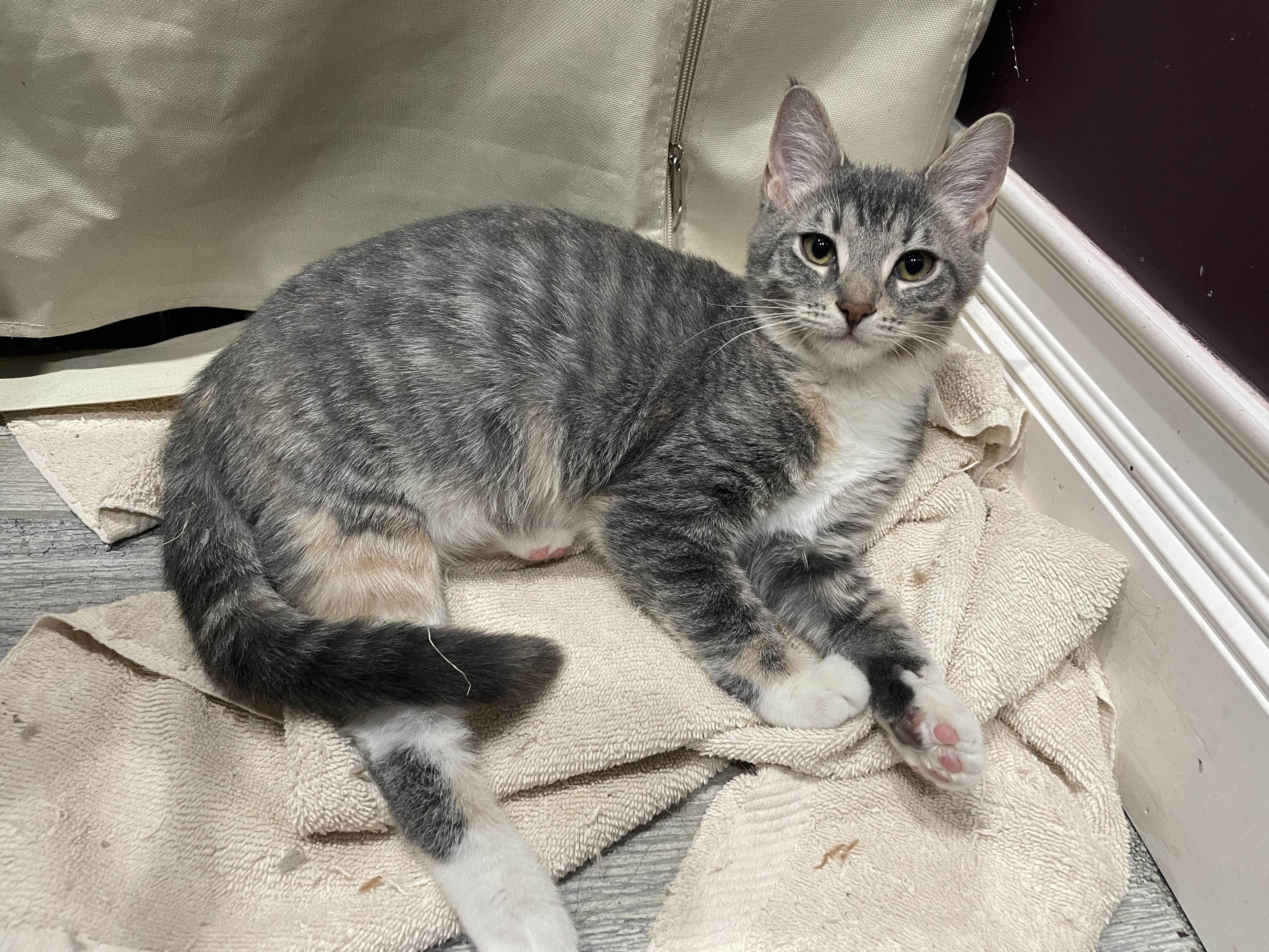 Enlarge Overhead Projector, an adopted Domestic Short Hair in Milwaukee, WI image 5/6