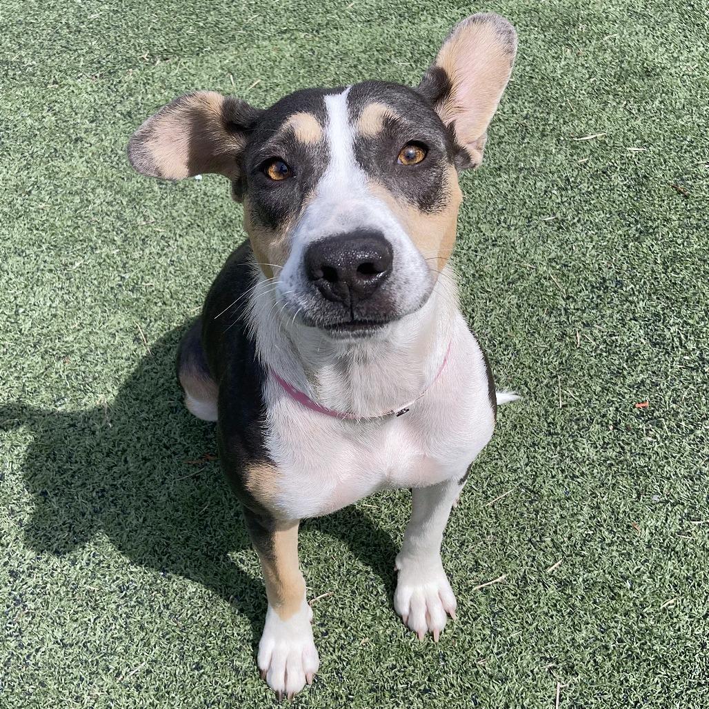 Dee, a Adoptable Mixed Breed in Bartlett, TN image 1/6