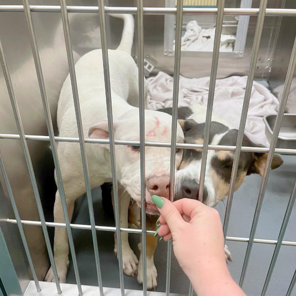 Dee, a Adoptable Mixed Breed in Bartlett, TN image 2/6