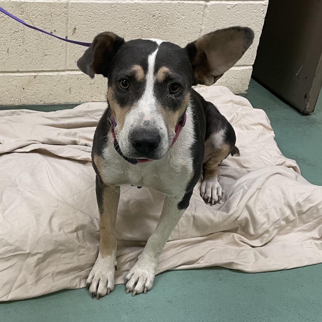 Dee, a Adoptable Mixed Breed in Bartlett, TN image 3/6