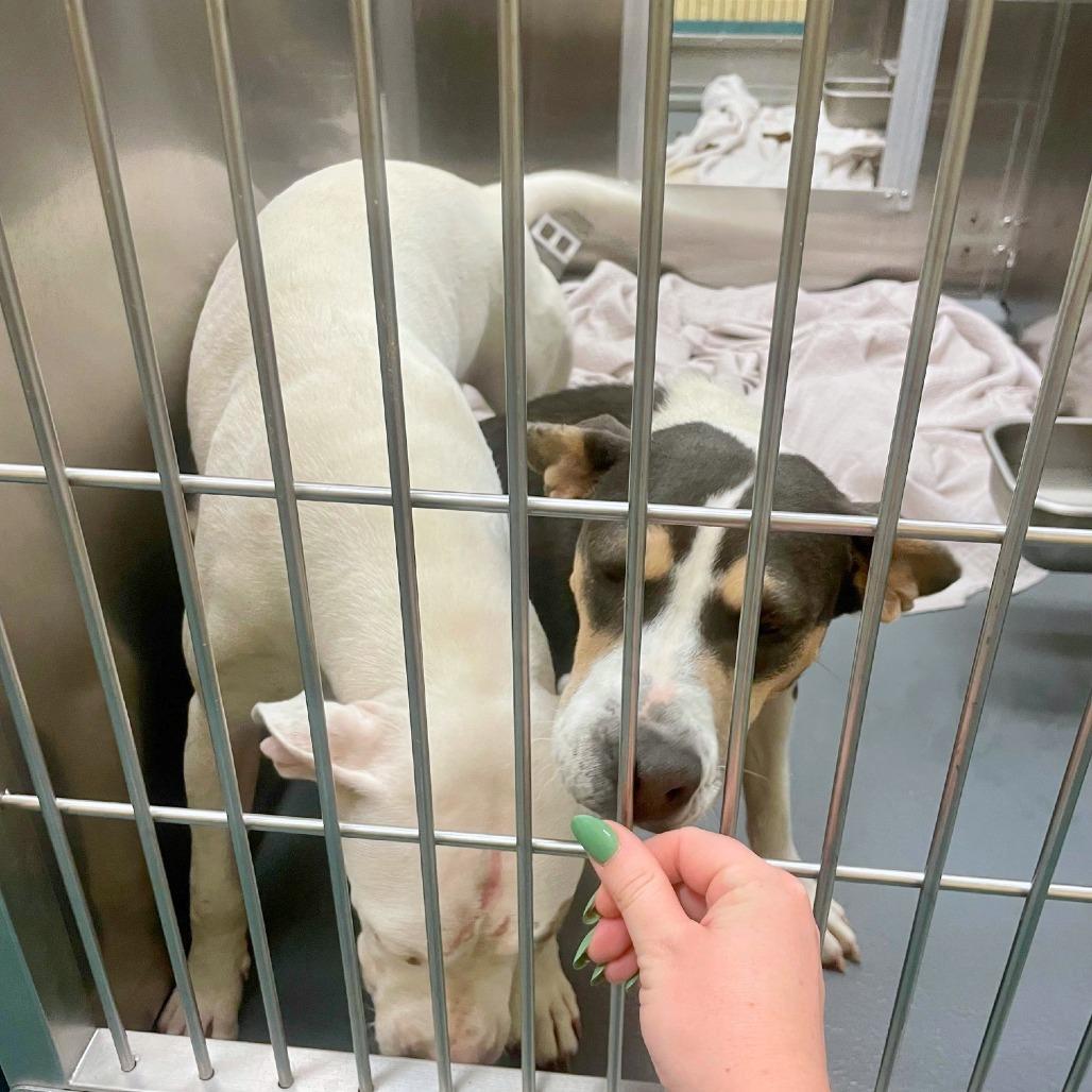 Dee, a Adoptable Mixed Breed in Bartlett, TN image 4/6