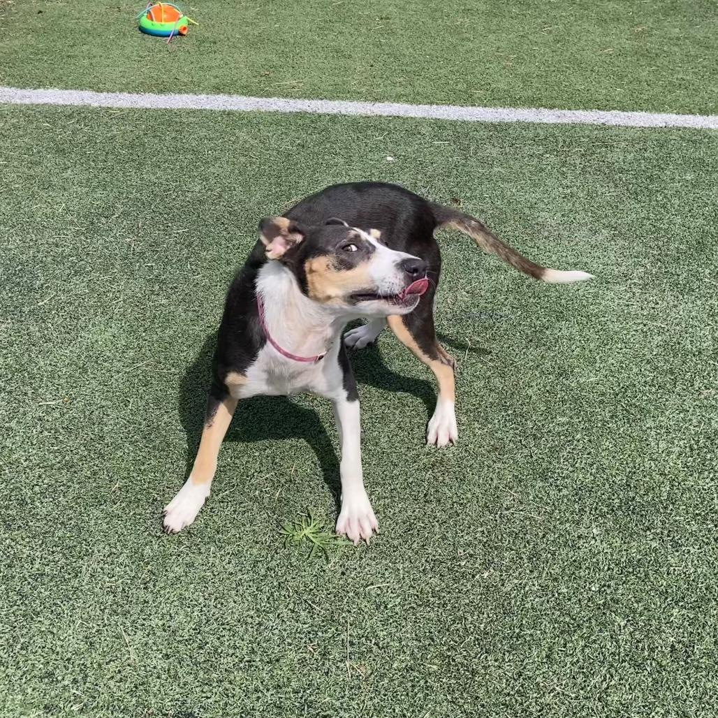 Dee, a Adoptable Mixed Breed in Bartlett, TN image 5/6