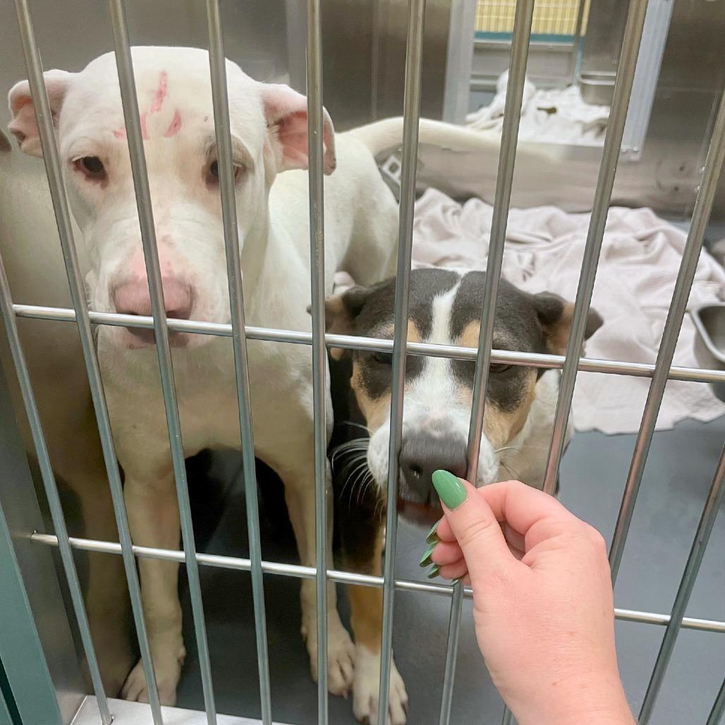 Dee, a Adoptable Mixed Breed in Bartlett, TN image 6/6