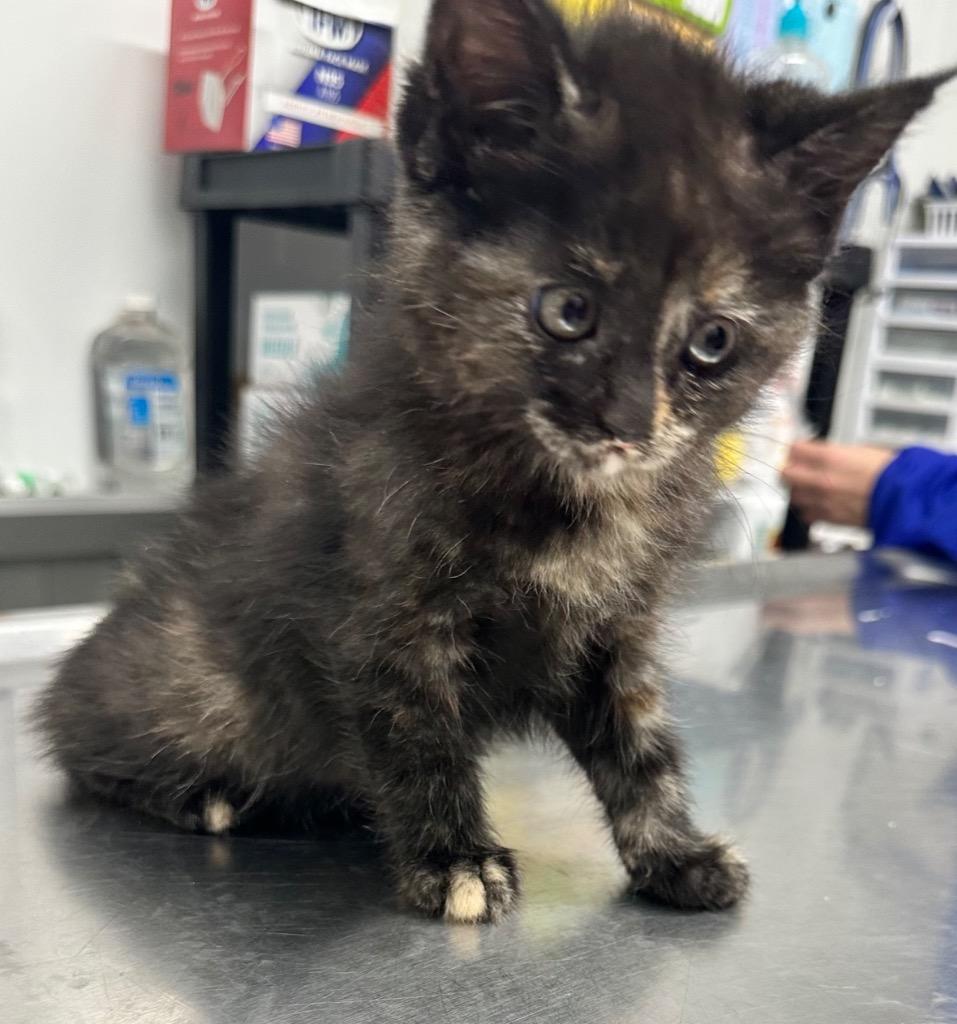 Enlarge Ember, a Adoptable mixed breed in Hillsdale, IN image 1/1