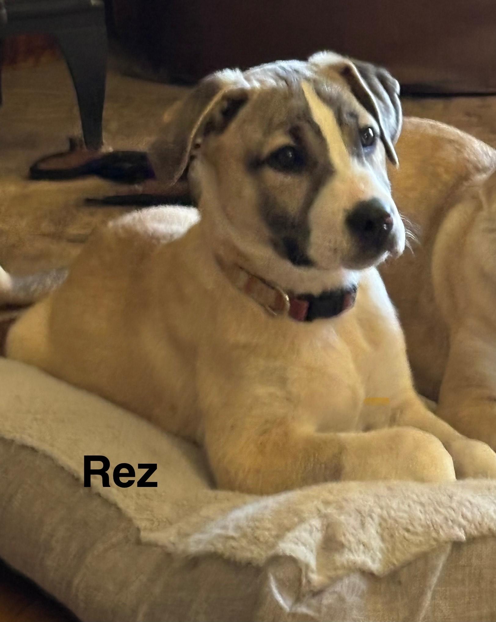 rez, a Adoptable mixed breed in Texarkana, TX image 4/4