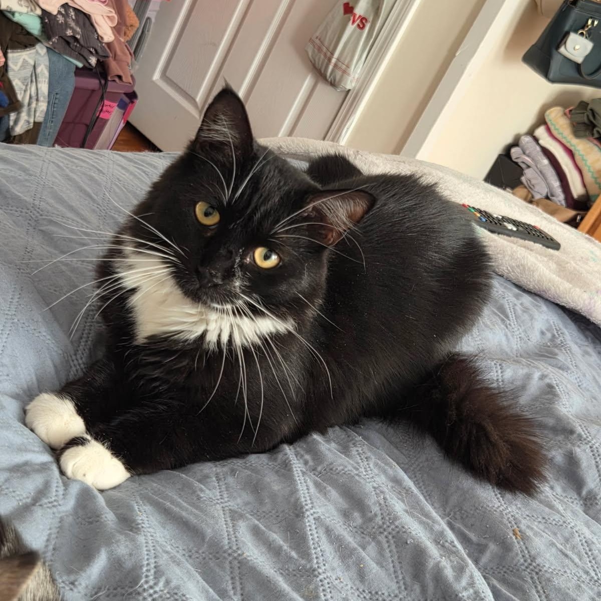 Enlarge Flood and CC, an adopted Siamese in Melrose, MA image 4/4