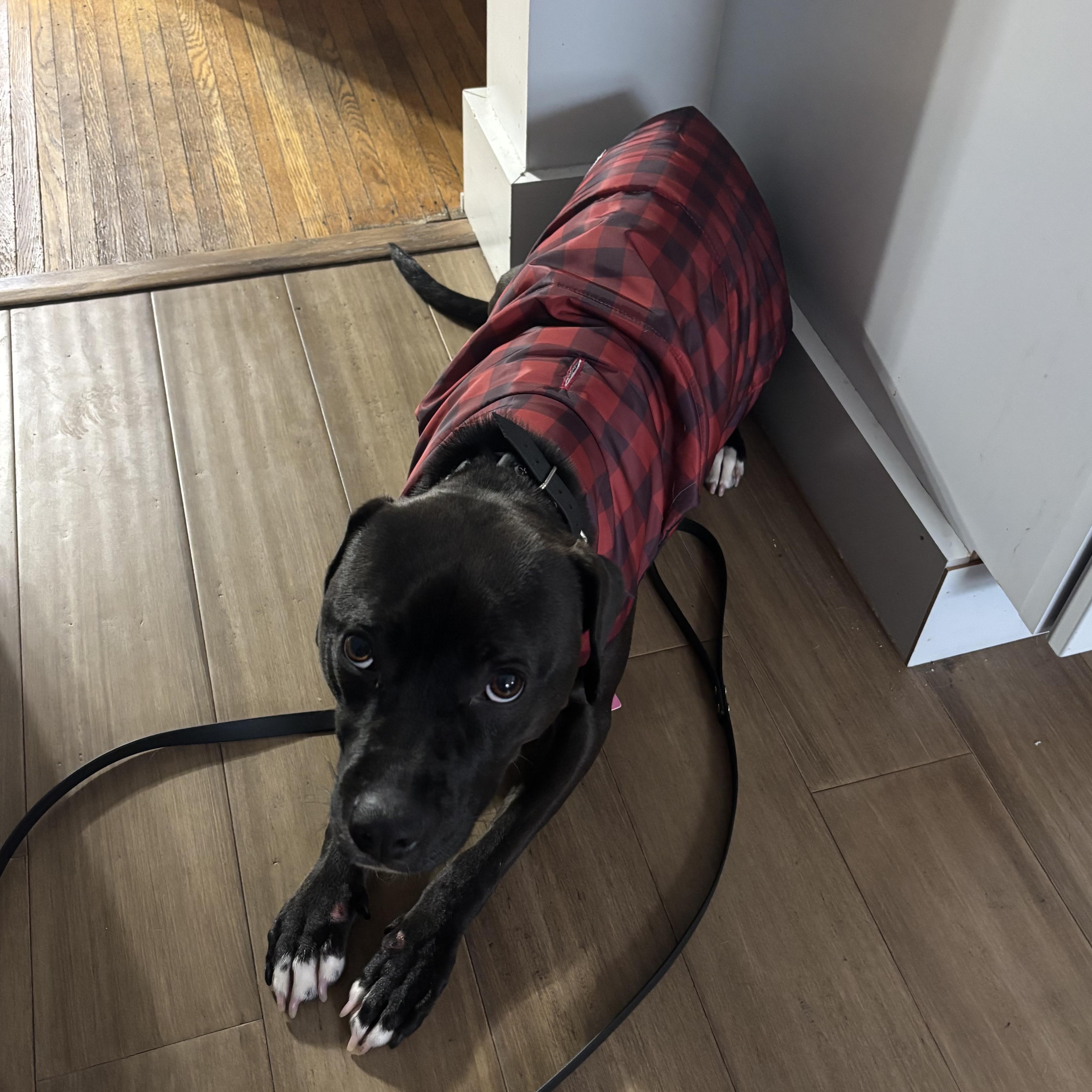 Enlarge Luna, a Adoptable mixed breed in Rochester, NY image 5/5