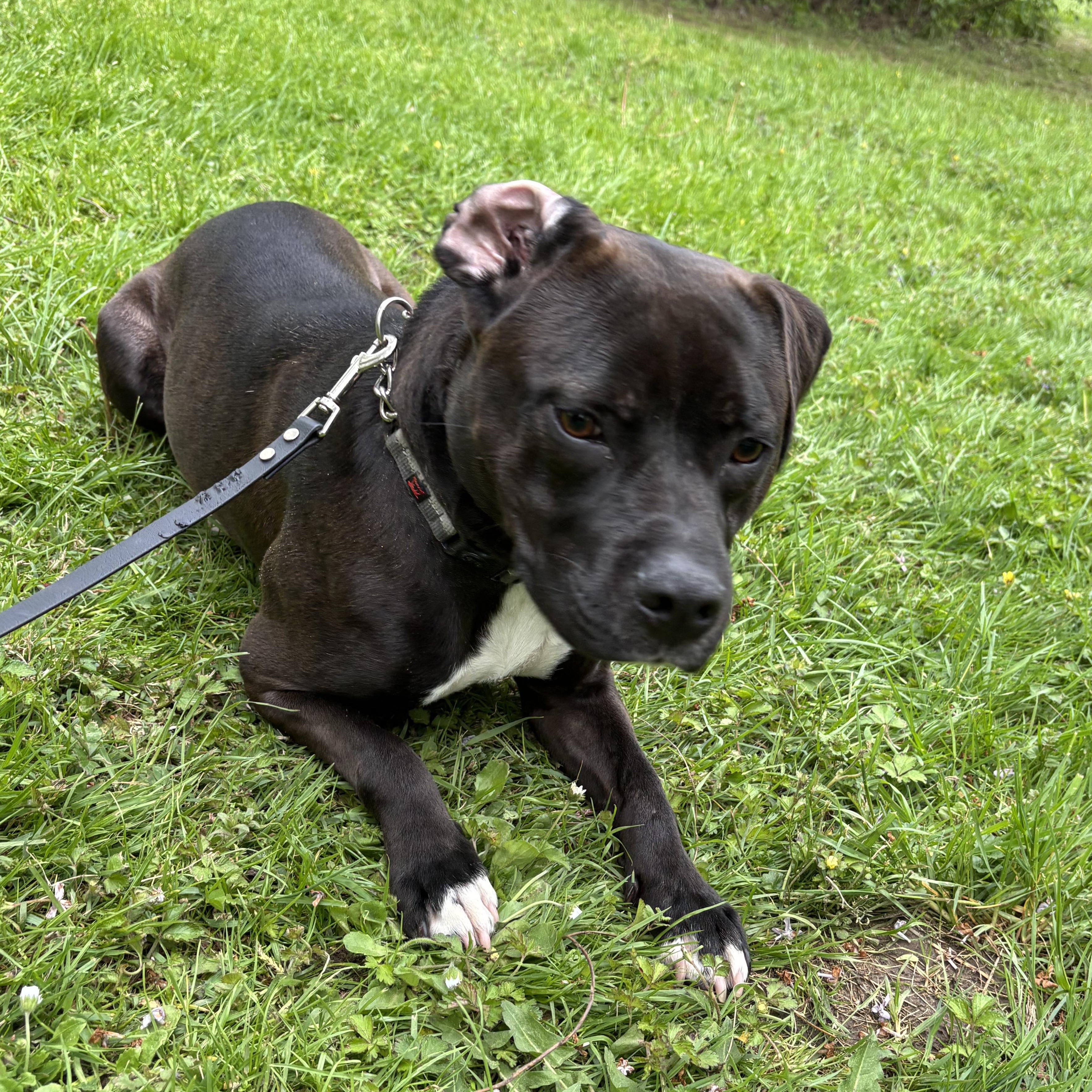 Enlarge Luna, a Adoptable mixed breed in Rochester, NY image 1/5