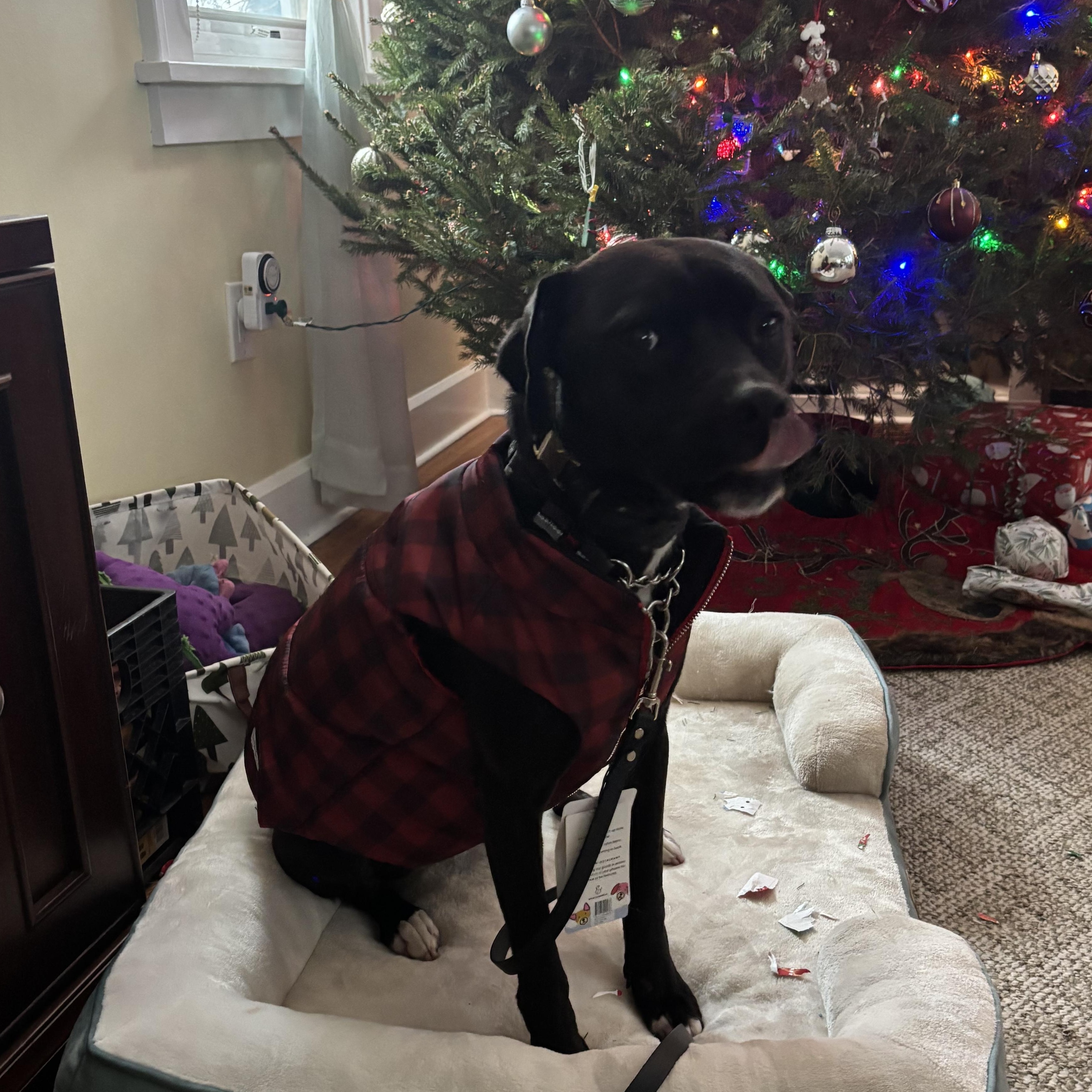 Enlarge Luna, a Adoptable mixed breed in Rochester, NY image 3/5