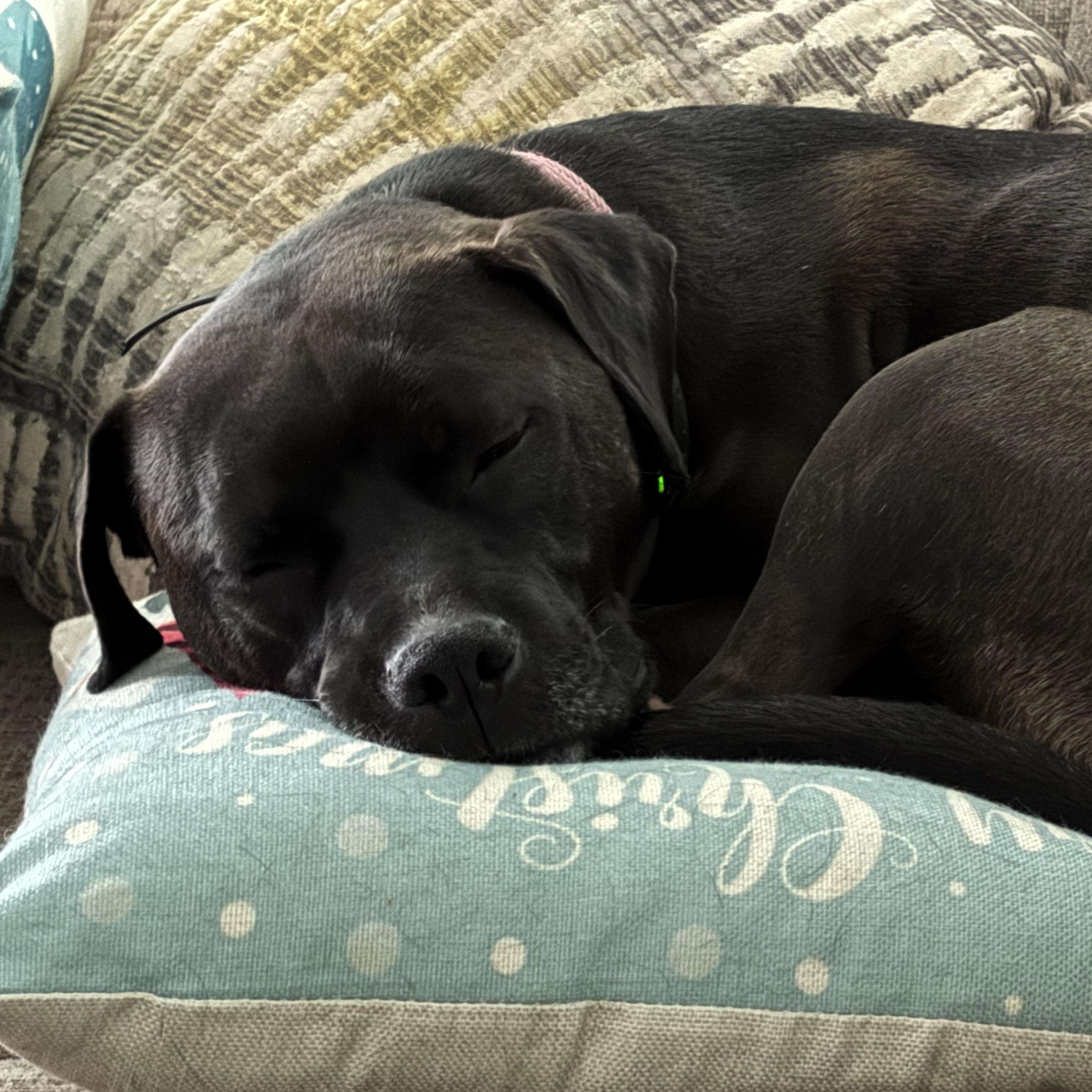 Enlarge Luna, a Adoptable mixed breed in Rochester, NY image 4/5