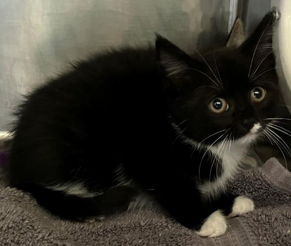 Lo Mein, Adoptable, Kitten Female Domestic Short Hair.