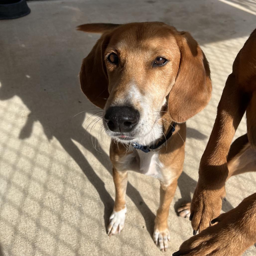 Jake, Adoptable, Adult Male Hound & Hound.
