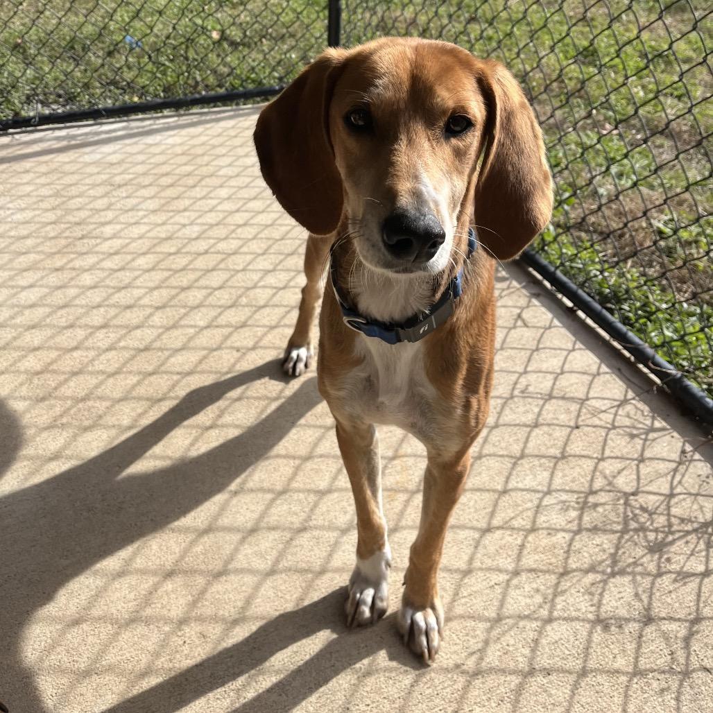 Jake, a Adoptable mixed breed in Smithfield, NC image 2/4