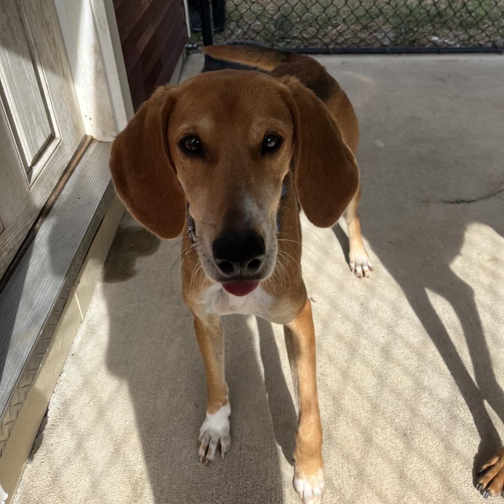 Jake, a Adoptable mixed breed in Smithfield, NC image 3/4