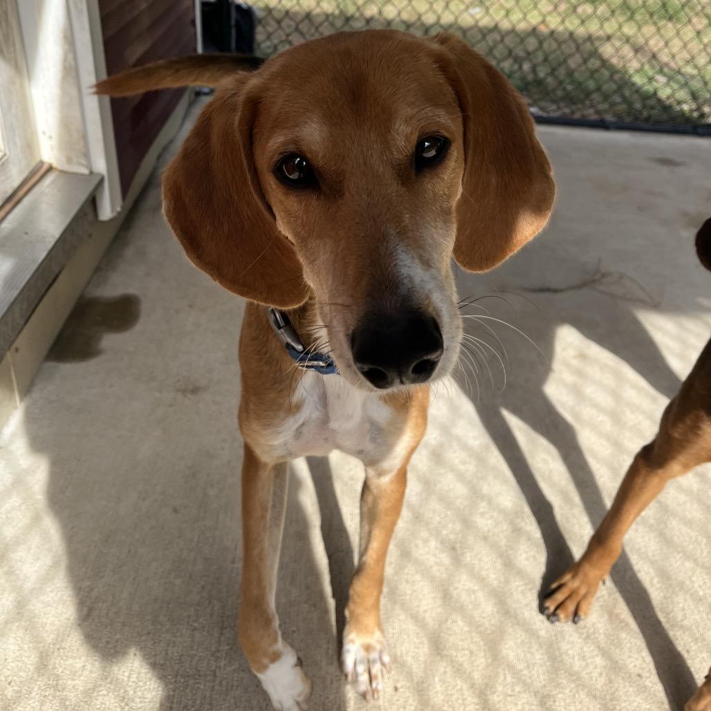 Jake, a Adoptable mixed breed in Smithfield, NC image 4/4