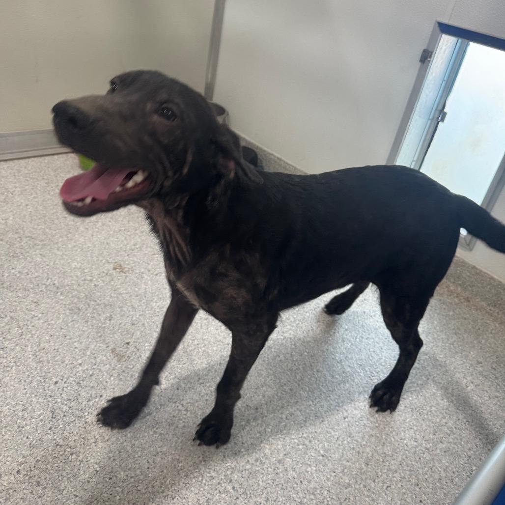 Baker, Adoptable, Young Male Black Labrador Retriever & German Shepherd Dog.
