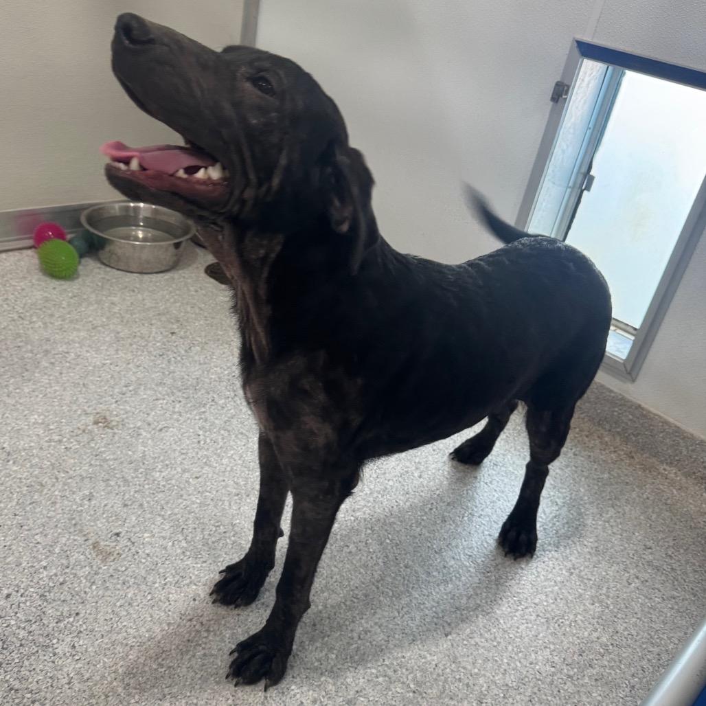 Enlarge Baker, a Adoptable mixed breed in Pineville, MO image 2/2