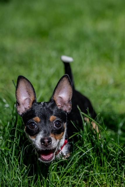 T-Rex, an adopted Chihuahua in Salt Lake City, UT image 3/6