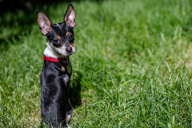 T-Rex, an adopted Chihuahua in Salt Lake City, UT image 4/6