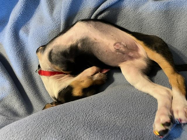 T-Rex, an adopted Chihuahua in Salt Lake City, UT image 5/6