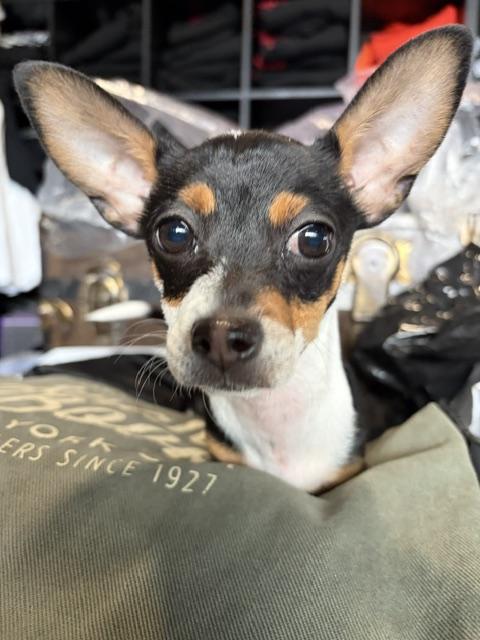 T-Rex, an adopted Chihuahua in Salt Lake City, UT image 2/6