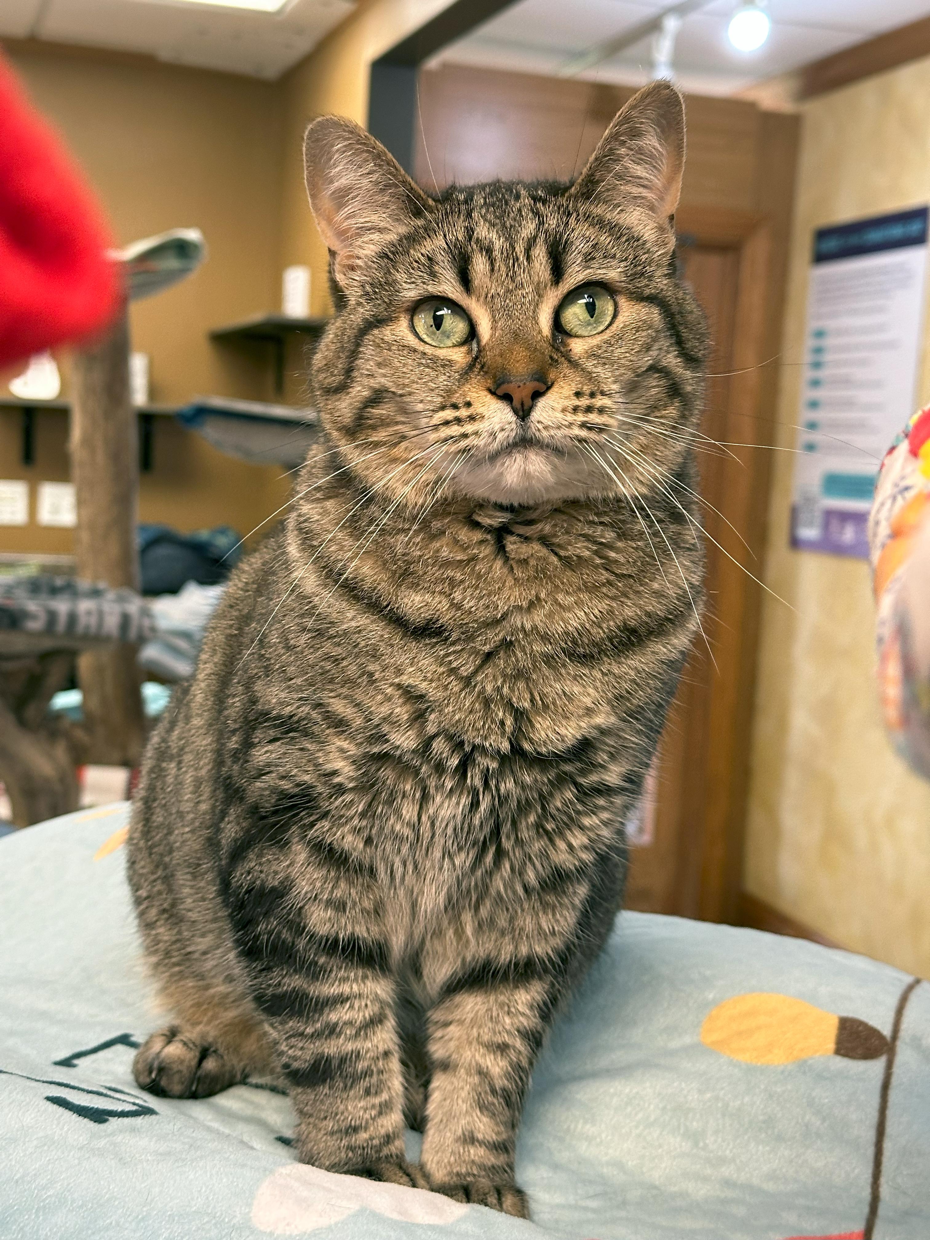 Darby, an adoptable Domestic Short Hair in Crystal Lake, IL, 60012 | Photo Image 6
