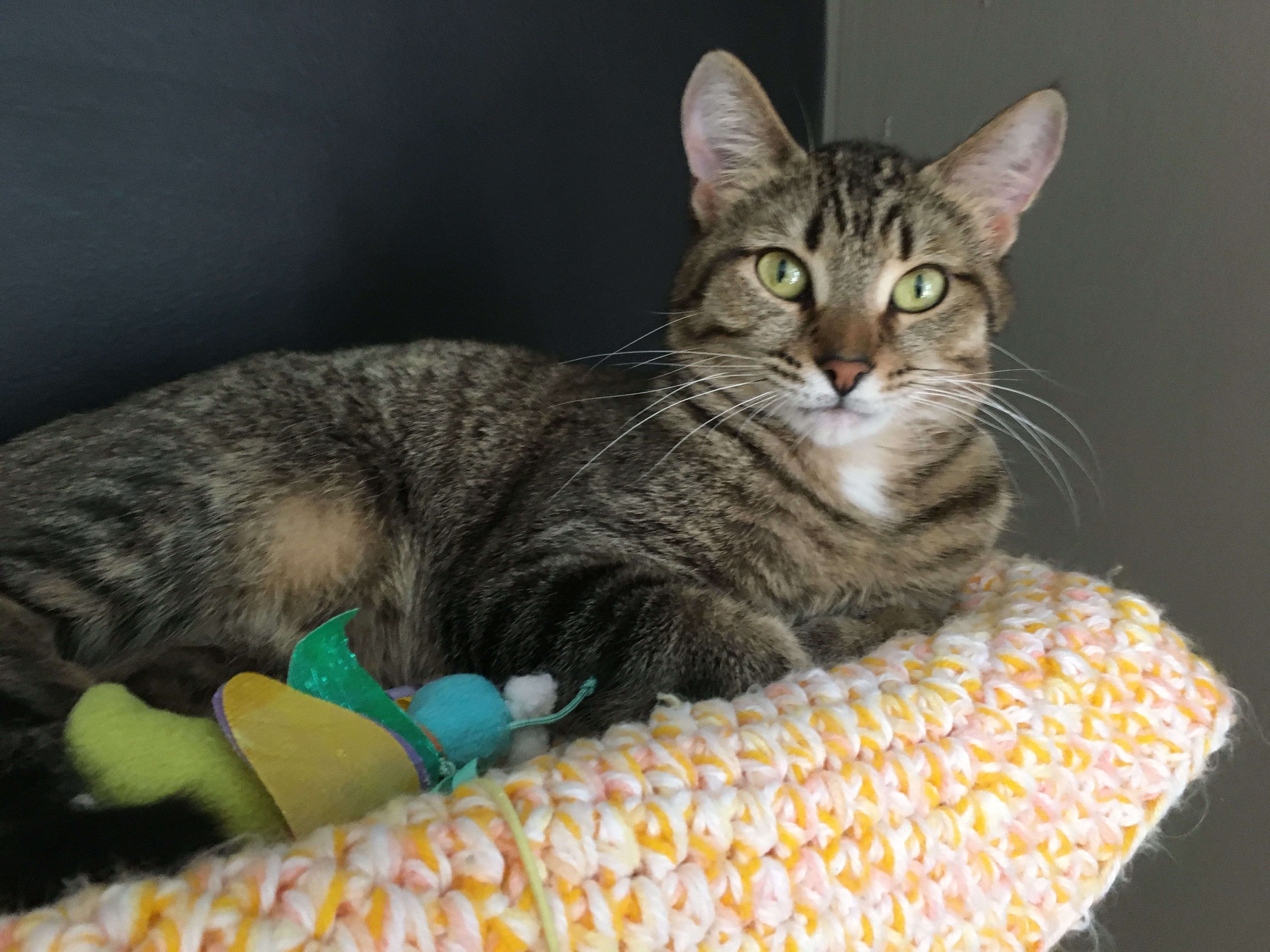 Darby, Adoptable, Adult Female Domestic Short Hair.