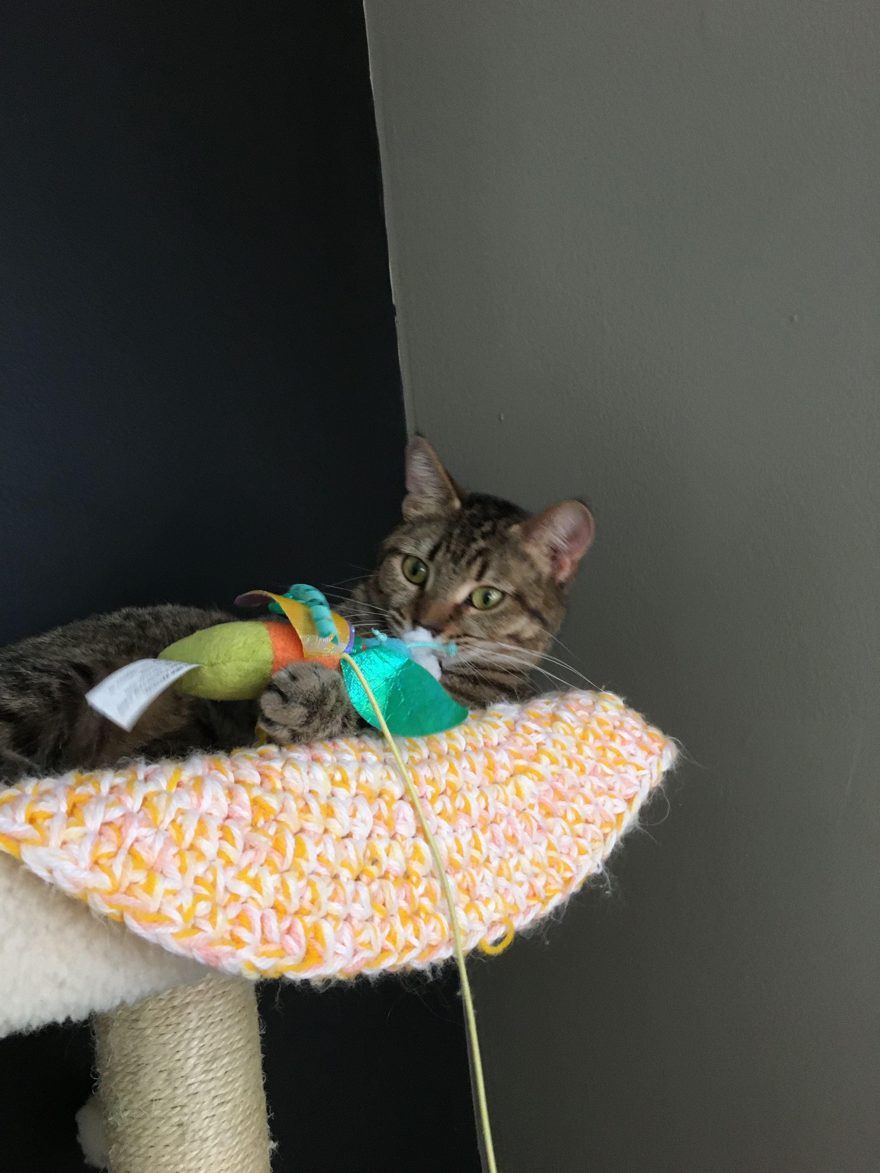 Enlarge Darby, a Adoptable Domestic Short Hair in Crystal Lake, IL image 4/6