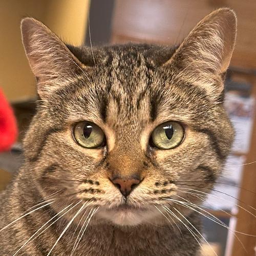 Darby, Adoptable, Adult Female Domestic Short Hair.