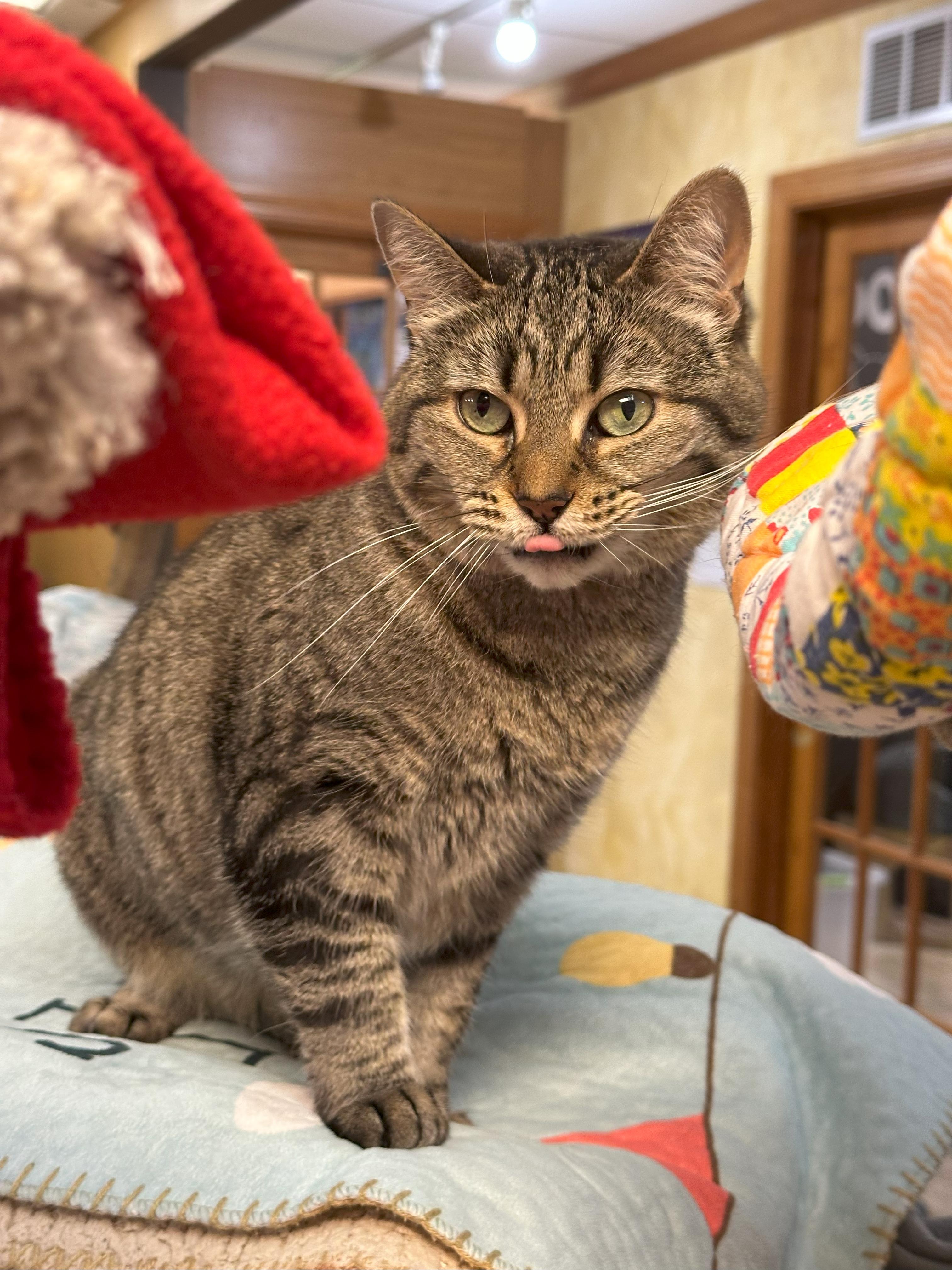 Enlarge Darby, a Adoptable Domestic Short Hair in Crystal Lake, IL image 3/6