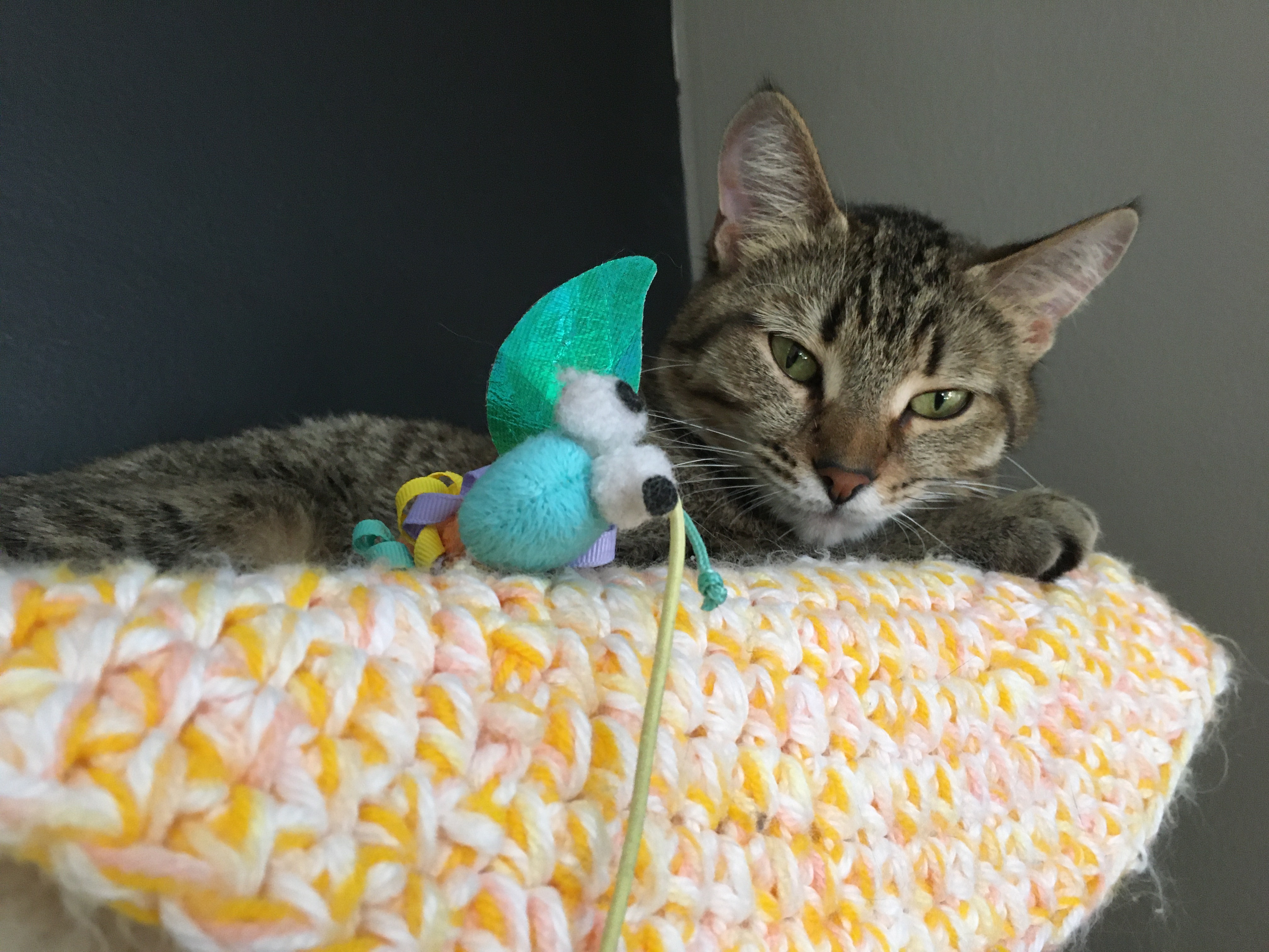 Enlarge Darby, a Adoptable Domestic Short Hair in Crystal Lake, IL image 6/6