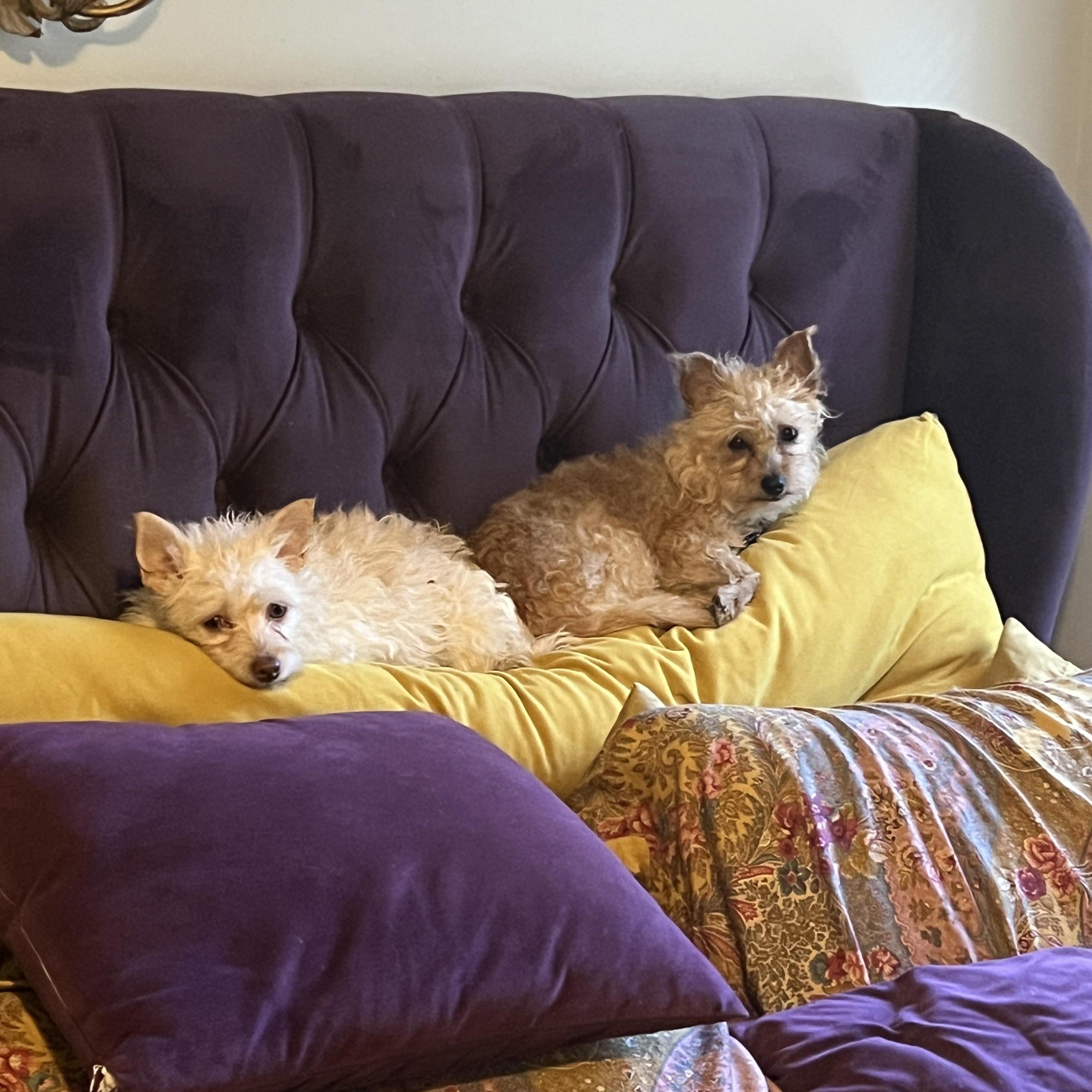 Sadie & Hazel